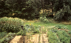 Low-Maintenance Pest Control in the Garden Image